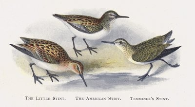 De Kleine Strandloper, De Amerikaanse Strandloper, Temmincks Strandloper door Alexander Francis Lydon